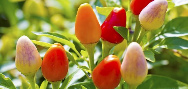 富岡市のホームページ制作工房一粒